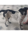 flokinho-el-ninho-small-2