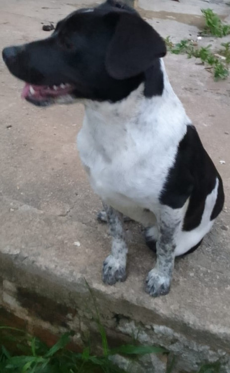 flokinho-el-ninho-adocao-doacao-cachorro-gato-4
