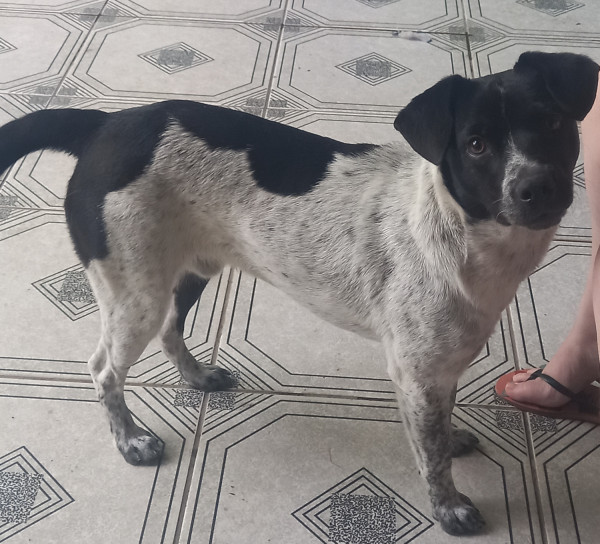 flokinho-el-ninho-adocao-doacao-cachorro-gato-2