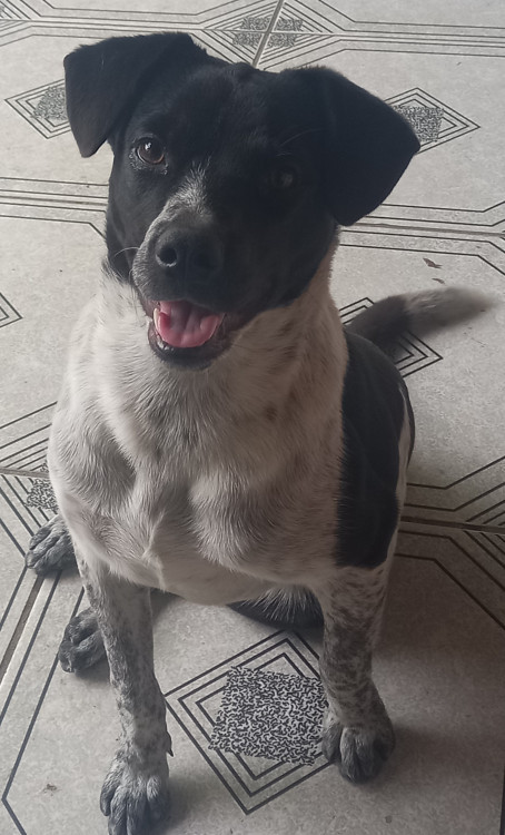 flokinho-el-ninho-adocao-doacao-cachorro-gato-0