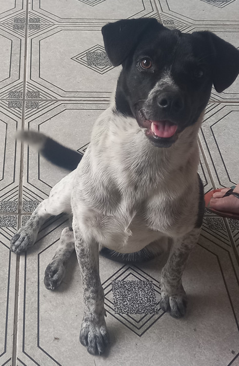 flokinho-el-ninho-adocao-doacao-cachorro-gato-1