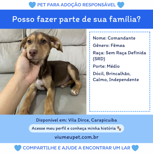 comandante-adocao-doacao-cachorro-gato-0