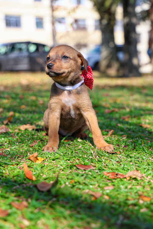 doce-cora-adocao-doacao-cachorro-gato-4