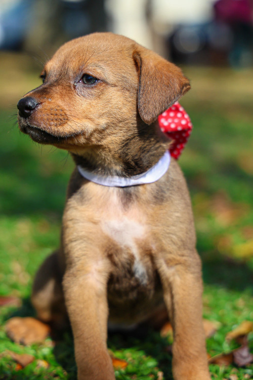 doce-cora-adocao-doacao-cachorro-gato-2