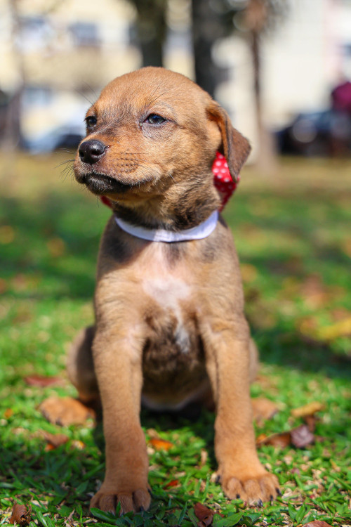 doce-cora-adocao-doacao-cachorro-gato-1