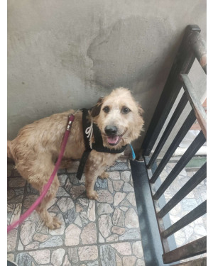 Sou Cloud, muito carinhoso, procuro uma família.