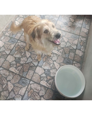Sou Efraim, tenho 3 anos, adoro carinho