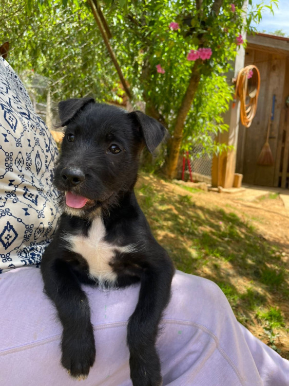 pena-adocao-doacao-cachorro-gato-2