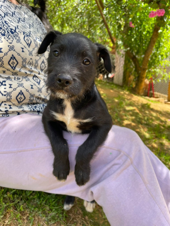 pena-adocao-doacao-cachorro-gato-0