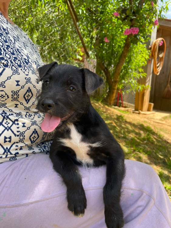 pena-adocao-doacao-cachorro-gato-1