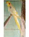 calopsita-busca-lar-small-1