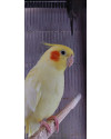 calopsita-busca-lar-small-3