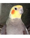 calopsita-busca-lar-small-2