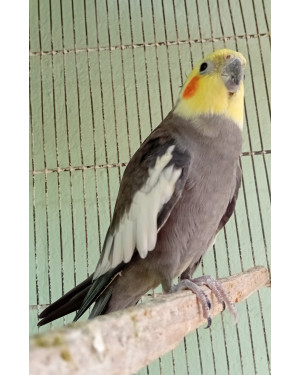 Calopsita Busca Lar