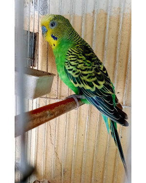 Periquito busca Lar