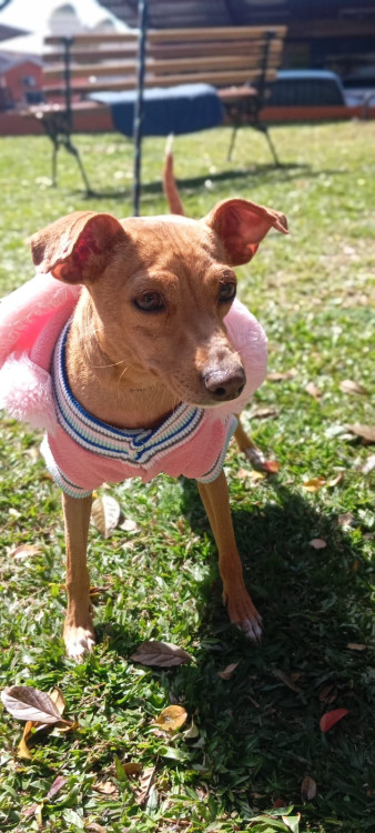 doacao-adocao-doacao-cachorro-gato-1