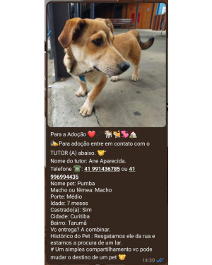 Cachorro para Adoção