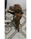 doa-se-filhote-de-pitbull-small-1
