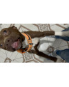 doa-se-filhote-de-pitbull-small-4