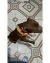 doa-se-filhote-de-pitbull-small-3