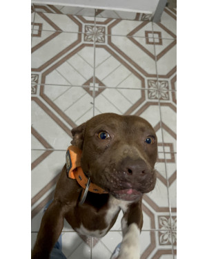 Doa-se filhote de pitbull