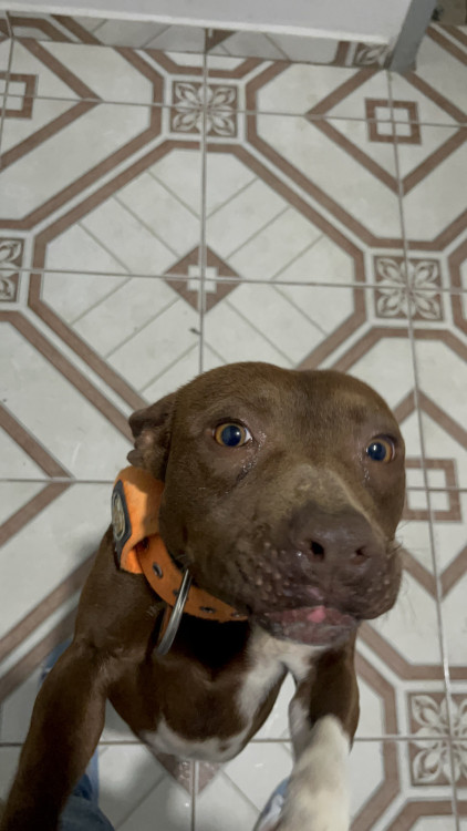 doa-se-filhote-de-pitbull-adocao-doacao-cachorro-gato-0