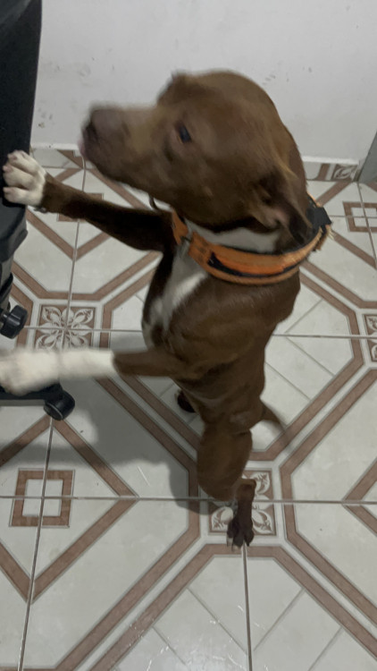doa-se-filhote-de-pitbull-adocao-doacao-cachorro-gato-1