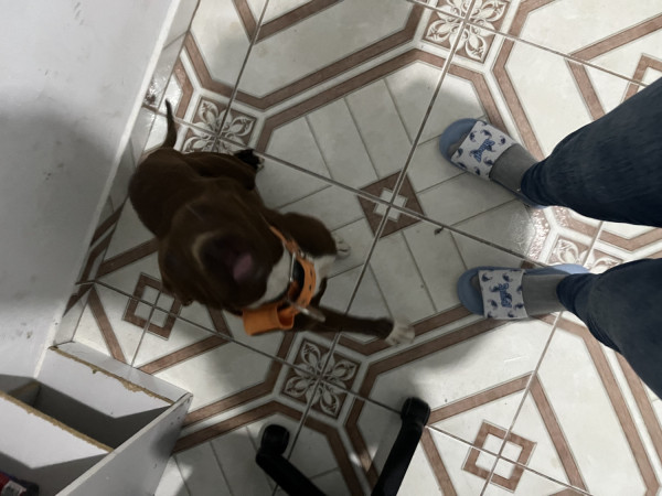 doa-se-filhote-de-pitbull-adocao-doacao-cachorro-gato-2