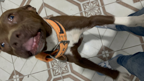 doa-se-filhote-de-pitbull-adocao-doacao-cachorro-gato-4