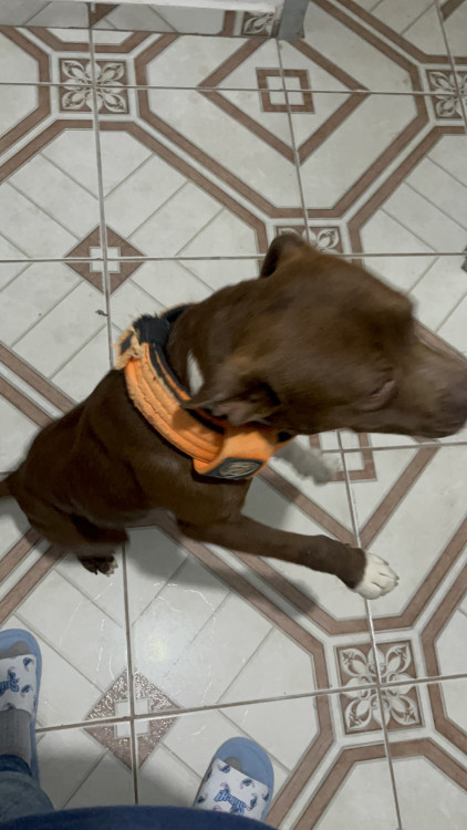 doa-se-filhote-de-pitbull-adocao-doacao-cachorro-gato-3