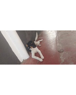 Preciso de um hogar