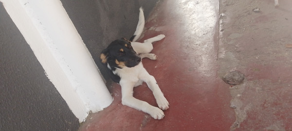 preciso-de-um-hogar-adocao-doacao-cachorro-gato-0