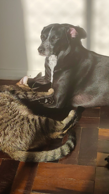 igor-para-adocao-adocao-doacao-cachorro-gato-4