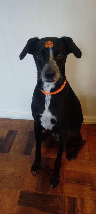 igor-para-adocao-adocao-doacao-cachorro-gato-2