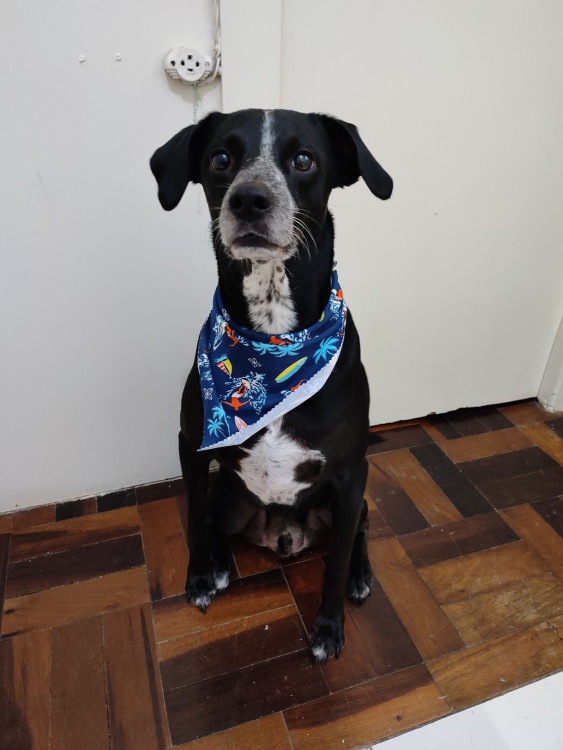 igor-para-adocao-adocao-doacao-cachorro-gato-1