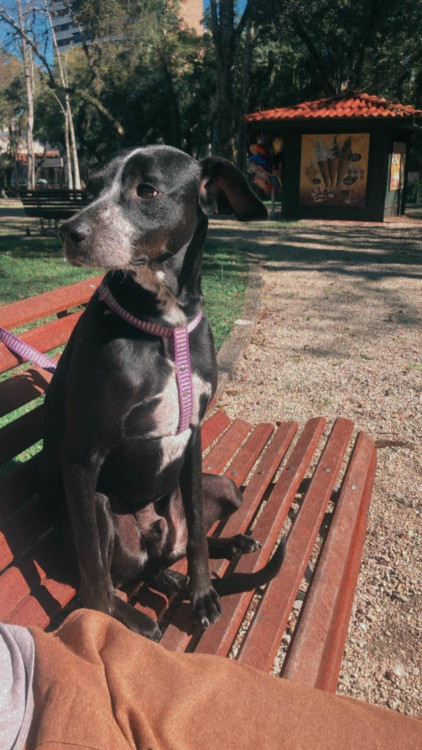 igor-para-adocao-adocao-doacao-cachorro-gato-3