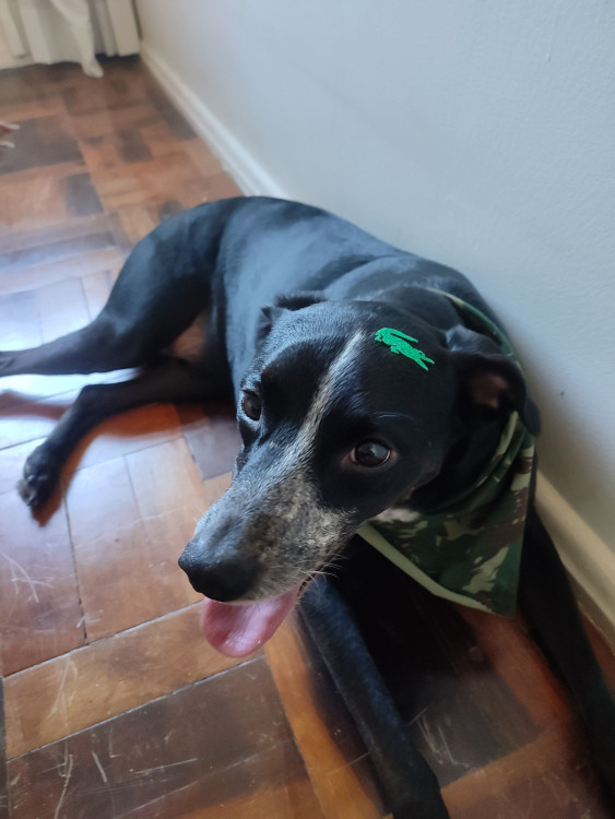 igor-para-adocao-adocao-doacao-cachorro-gato-0