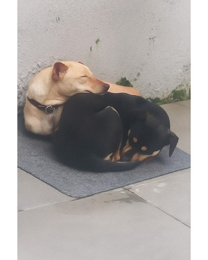 LiLo e Lua