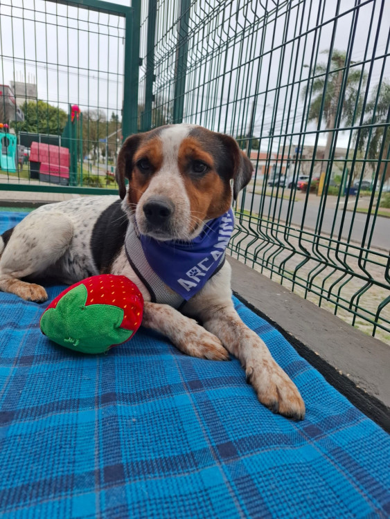 doce-humberto-adocao-doacao-cachorro-gato-4