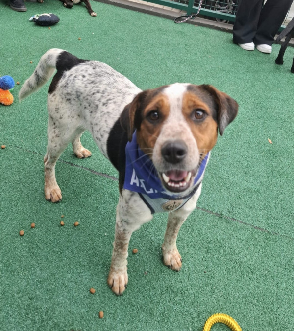 doce-humberto-adocao-doacao-cachorro-gato-3