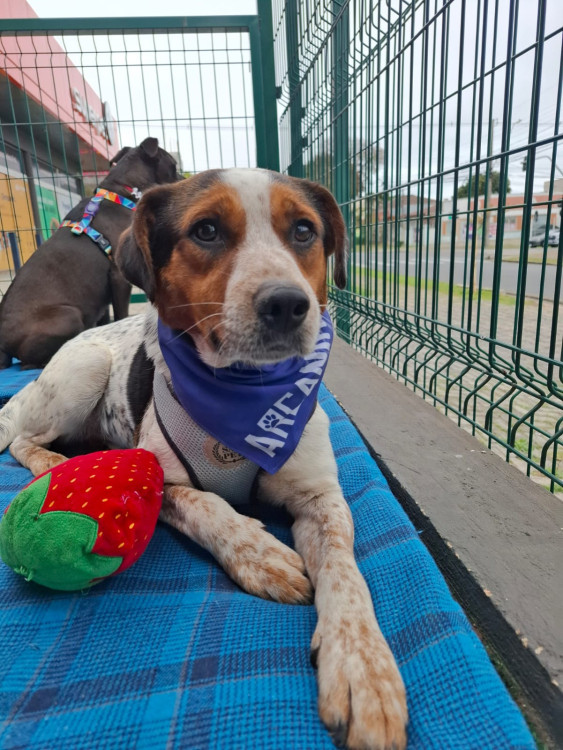 doce-humberto-adocao-doacao-cachorro-gato-0