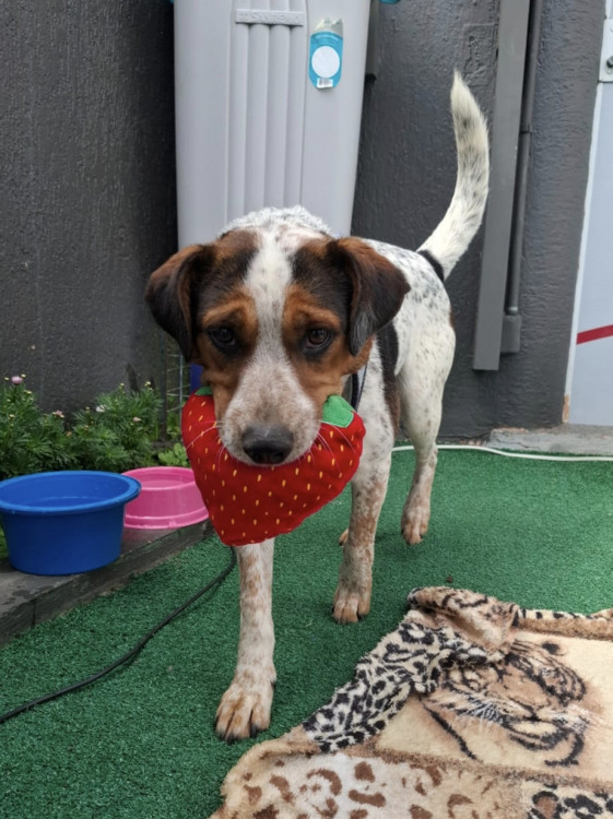 doce-humberto-adocao-doacao-cachorro-gato-1