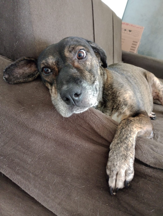 adote-uma-melhor-amiga-adocao-doacao-cachorro-gato-4