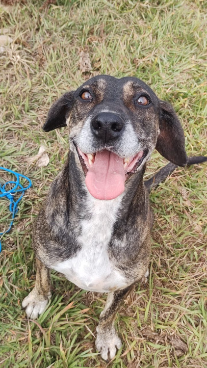 adote-uma-melhor-amiga-adocao-doacao-cachorro-gato-1