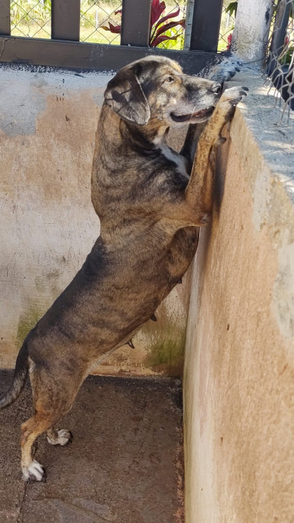 adote-uma-melhor-amiga-adocao-doacao-cachorro-gato-2