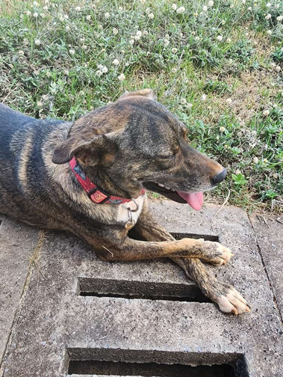 voce-pode-ser-a-familia-da-pandora-adocao-doacao-cachorro-gato-1