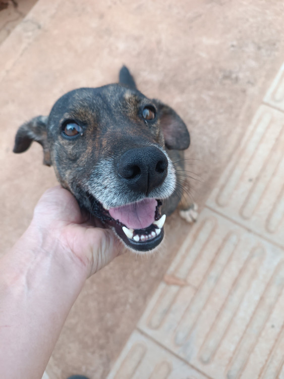 voce-pode-ser-a-familia-da-pandora-adocao-doacao-cachorro-gato-2