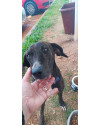 josue-procura-por-um-lar-small-4