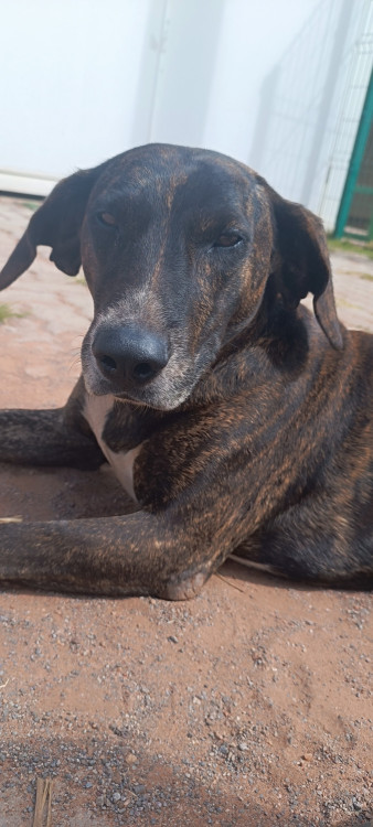 josue-procura-por-um-lar-adocao-doacao-cachorro-gato-2