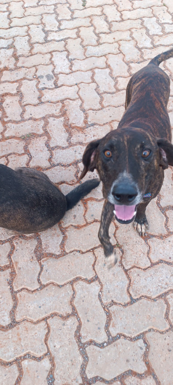 josue-procura-por-um-lar-adocao-doacao-cachorro-gato-0